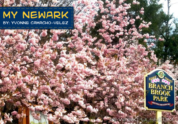 My Newark: Cherry Blossoms