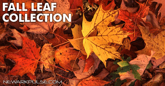 2012 Fall Leaf Collection