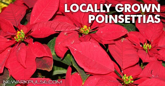 Order Holiday Poinsettias locally