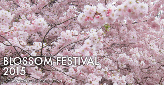 More Cherry Blossoms Added to This Year’s Blossom Festival