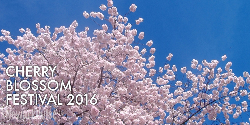 2016 Cherry Blossom Festival